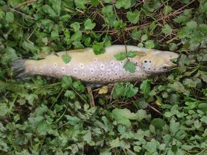 Brown Trout