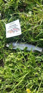 Rainbow Trout