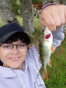 European Perch