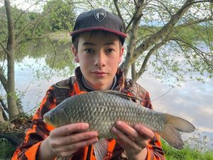 Common Carp