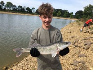 Zander