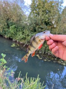 European Perch