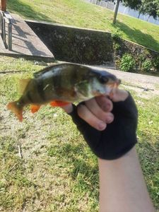 European Perch