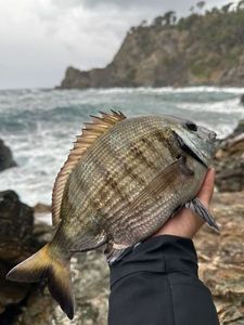 White Seabream