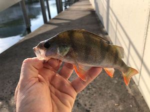 European Perch