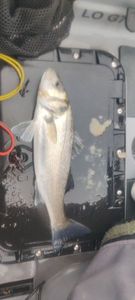European Bass (Seabass)