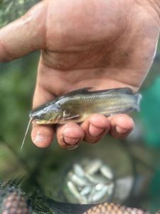 Black Bullhead