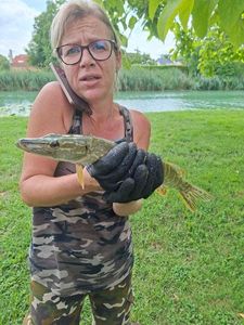 Northern Pike