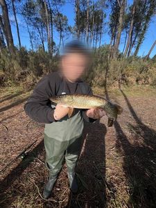 Northern Pike