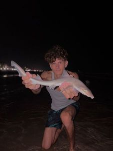 palombo