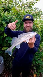 Zander