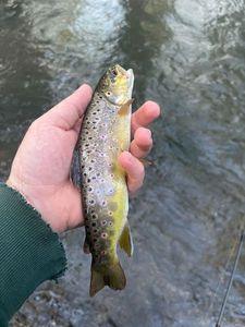Brown Trout