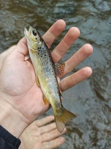 Brown Trout