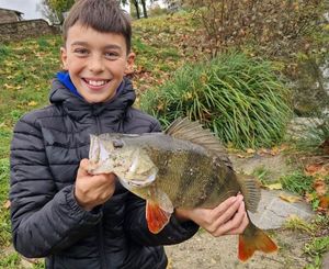 European Perch