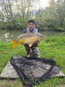 Common Carp