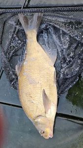 Common Bream