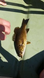 Smallmouth Bass