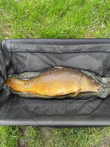 Leather Carp