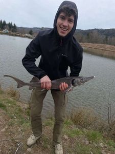 Sturgeon
