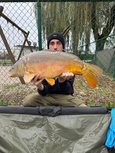 Mirror Carp