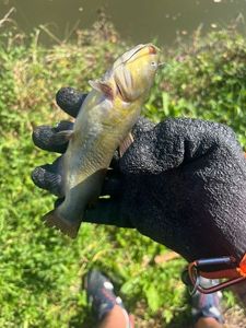 Black Bullhead