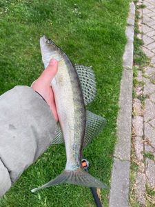 Zander