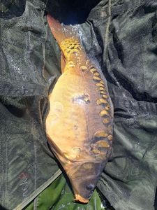 Mirror Carp