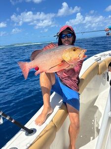 African Red Snapper