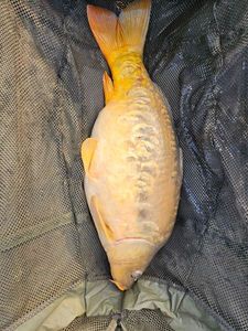 Mirror Carp