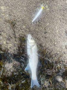 European Bass (Seabass)