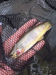 Brown Trout