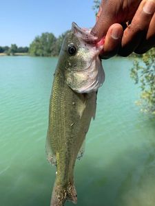 Largemouth Bass