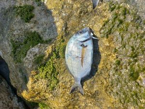 White Seabream