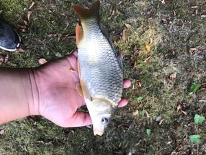 Mirror Carp