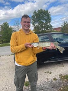 Chain Pickerel