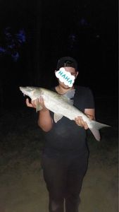 Barbel