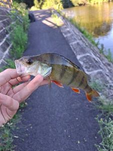 European Perch