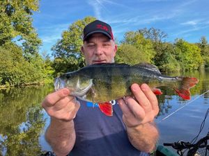 European Perch