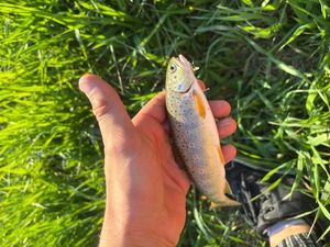 Brown Trout