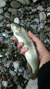 Brown Trout