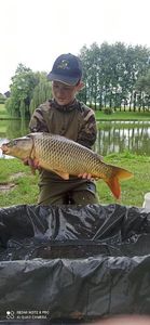 Common Carp