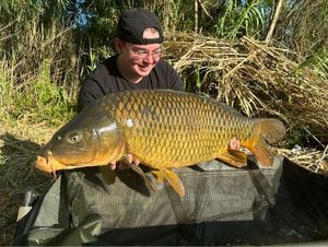 Common Carp