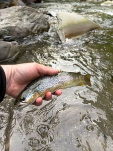 Brown Trout