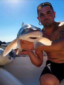 Starry Smooth-Hound
