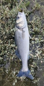 European Bass (Seabass)