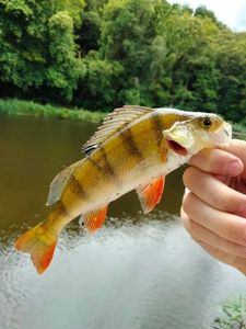 European Perch