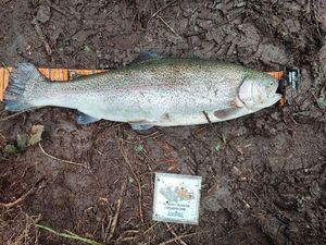 Rainbow Trout