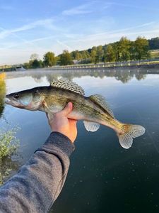 Zander