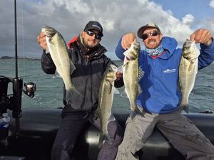 European Bass (Seabass)