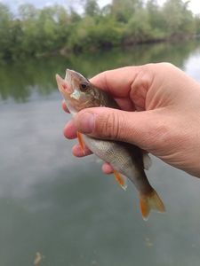 European Perch